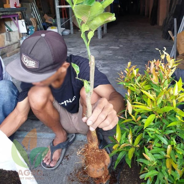 Cara Polybag Tanaman Jeruk Red Pamelo Beli di Shopee