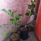 Cara Polybag Tanaman Jeruk Red Pamelo Beli di Shopee