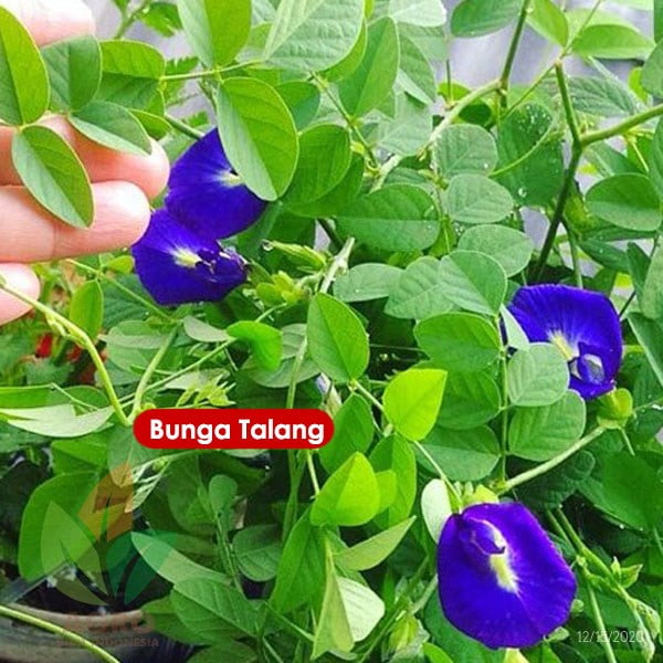 Bunga Telang Ungu