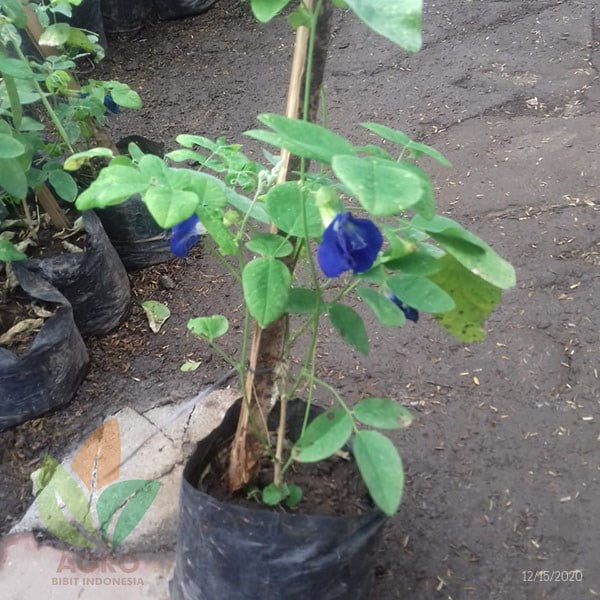 Bunga Telang Ungu