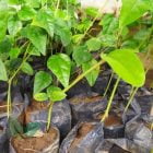 jual bibit Cincau Hijau Rambat