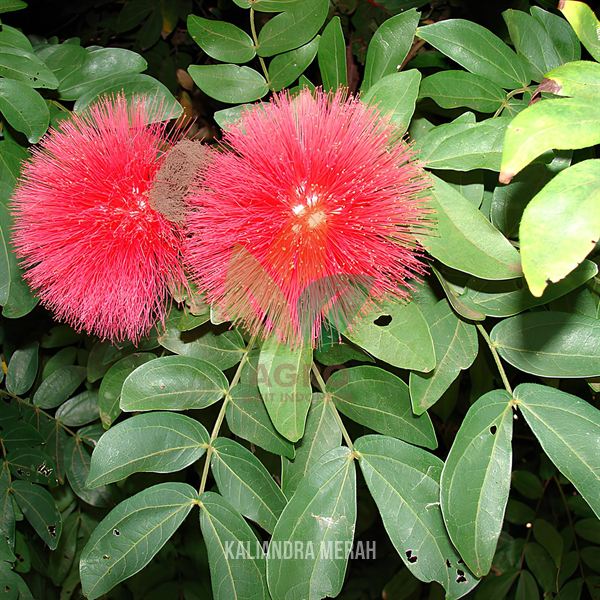 Biji Kaliandra Merah Unggul