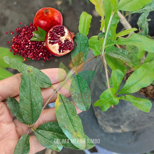 Delima Merah Jumbo Lunak