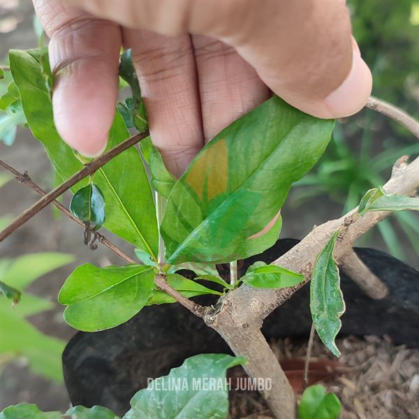 Delima Merah Jumbo Lunak
