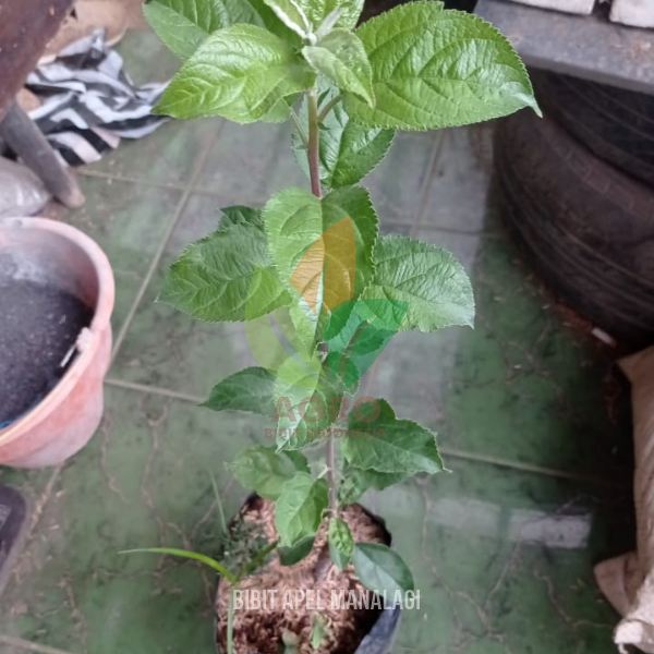 Apel Manalagi Hijau