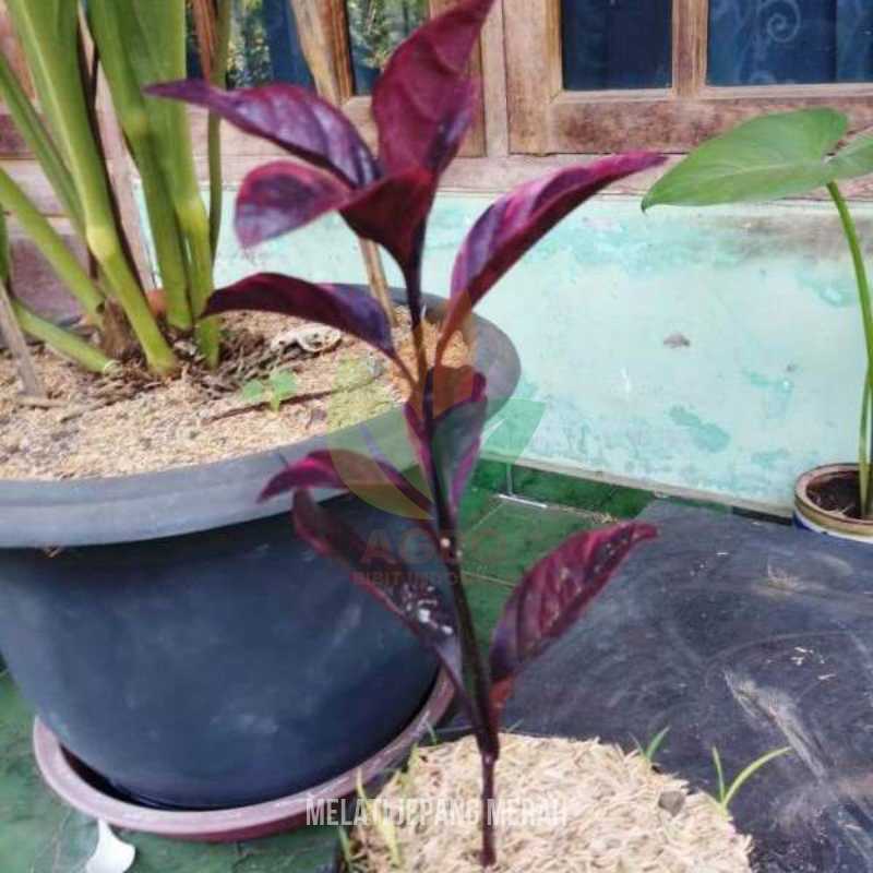 Bunga Melati Jepang Merah