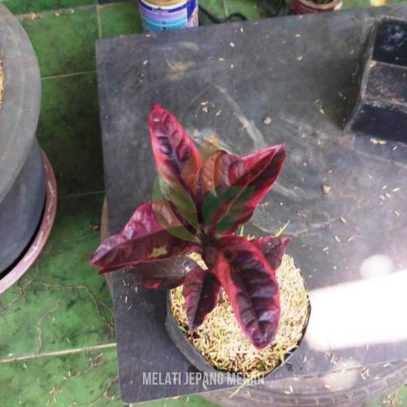 Bunga Melati Jepang Merah