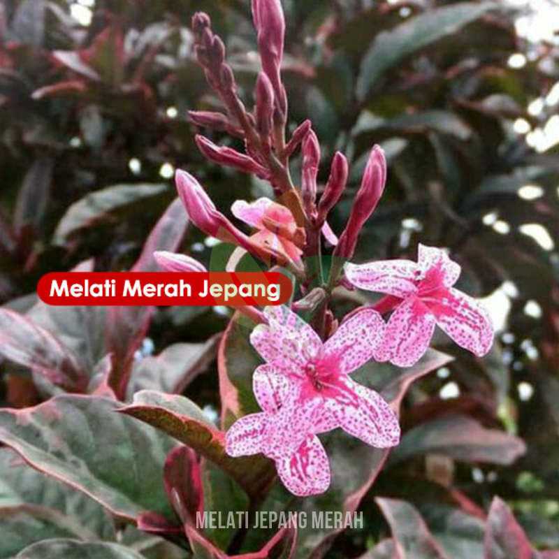 Bunga Melati Jepang Merah