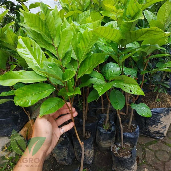 Rambutan Rapiah Botak