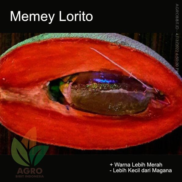 Sawo Mamey Lorito