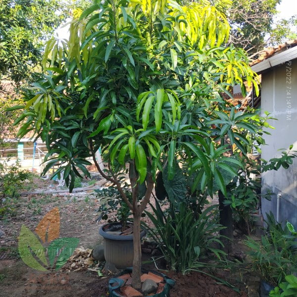 Induk Mangga Miyazaki sudah Pernah Berbuah