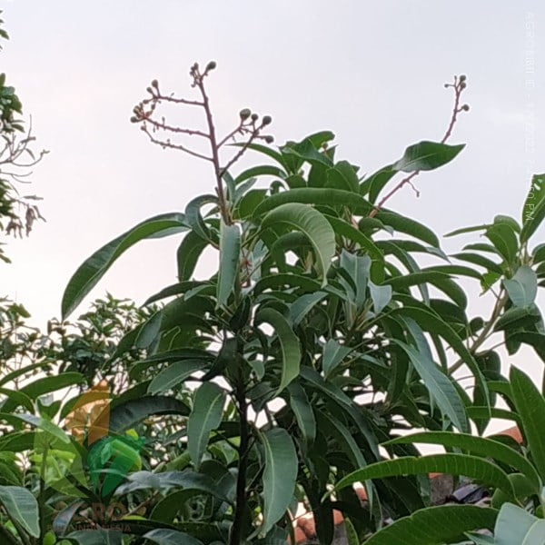 buah Mangga Miyazaki asal Jepang