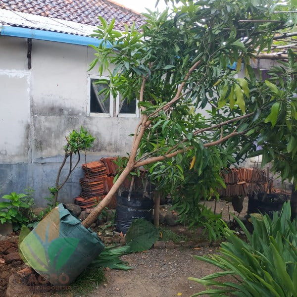 Mangga Miyazaki asal Jepang