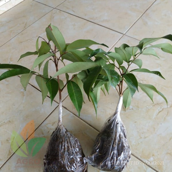 Kirim Bibit Leci Kom Sobat Agro di Balikpapan