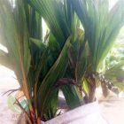 Pengiriman Bibit Kelapa Hibrida ke-Gersik