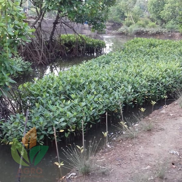 Mangrove / Bakau