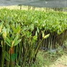 jual bibit Mangrove / Bakau