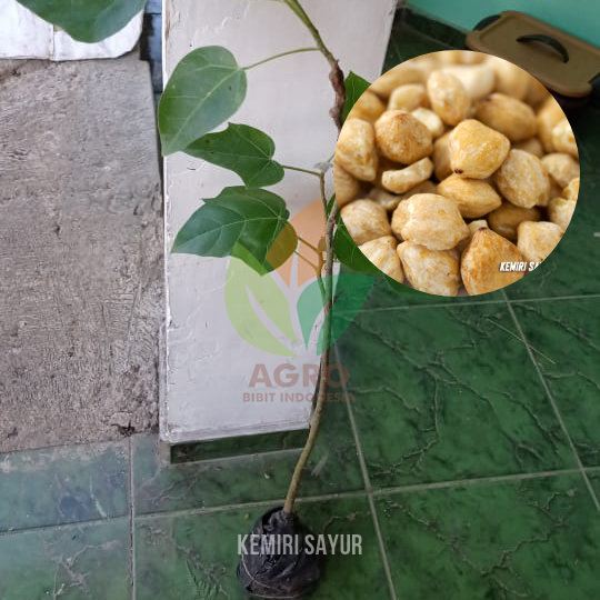 Kemiri Sayur Bumbu