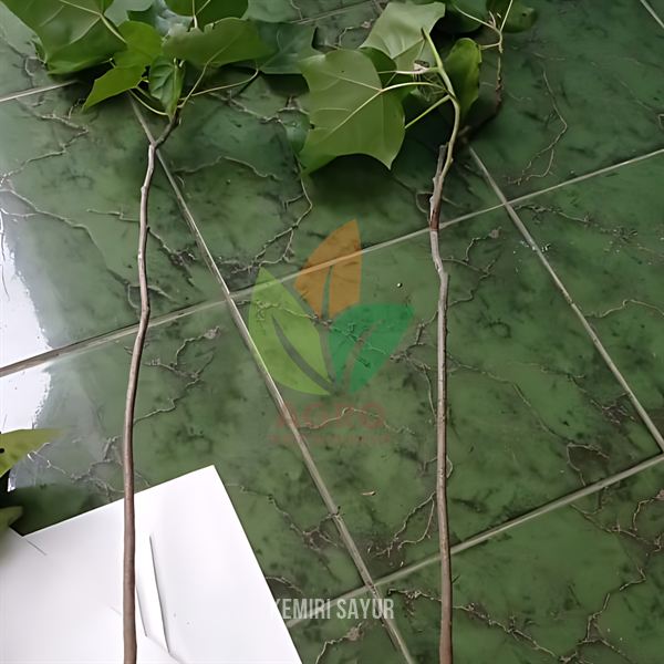 Kemiri Sayur Bumbu