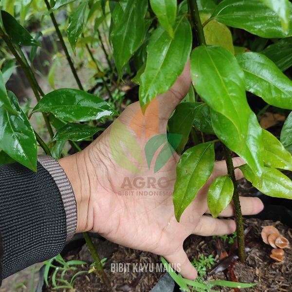 Kayu Manis Ukuran 1 Meter