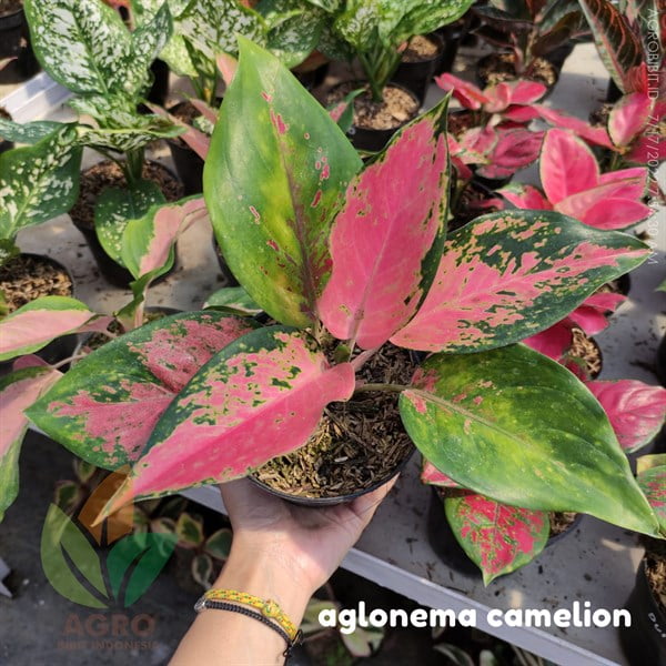 Aglonema Camelion