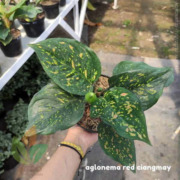 Aglonema Red Ciangmay