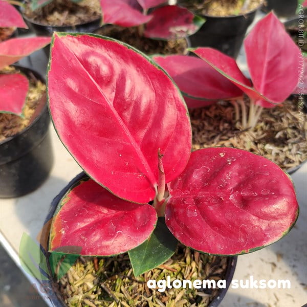 Aglonema Suksom