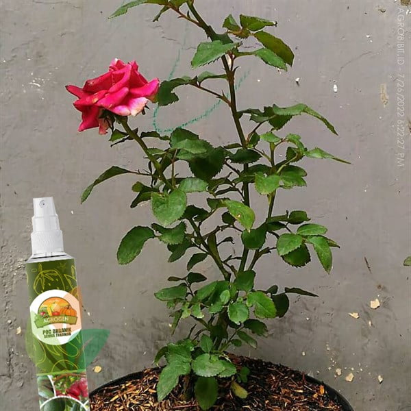 AgroGen Spray POC Organik