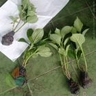 Kirim Bibit Bunga Hortensia ke-Jakarta