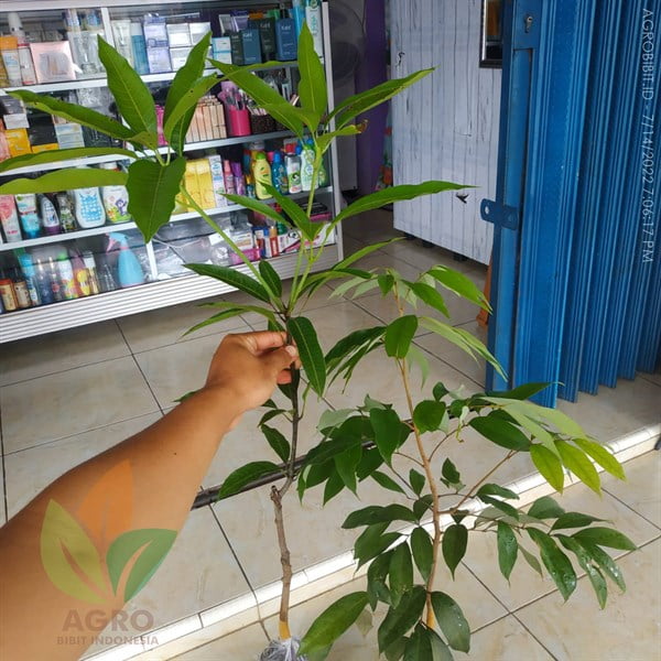 Kirim Bibit Leci Merah ke-Bogor