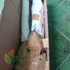 Bibit Kesemek Siap Tanam Kirim ke-Ciamis