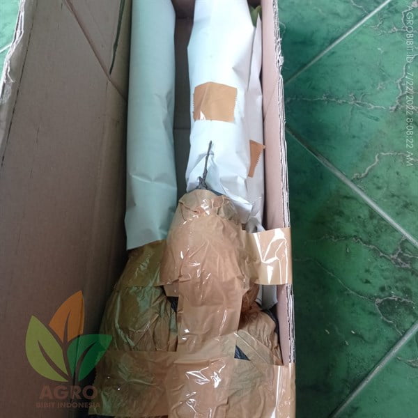 Bibit Kesemek Siap Tanam Kirim ke-Ciamis