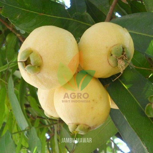 Jambu Mawar Manis