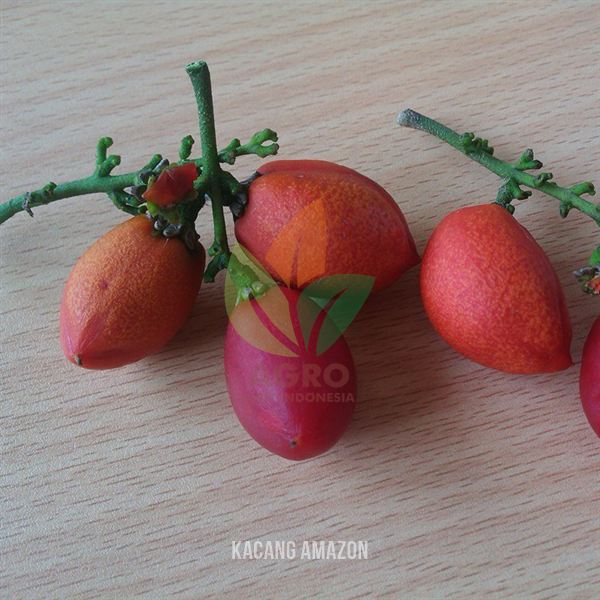 Kacang Amazon Mentega