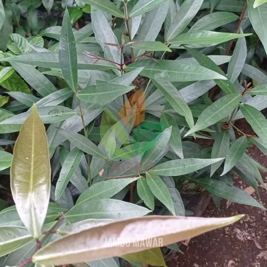 Jambu Mawar Manis