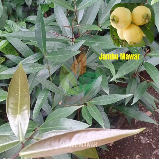 Jambu Mawar Manis