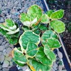 jual murah Ketapang Biola Varigata Mini