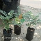 Daun Kari / Salam Koja