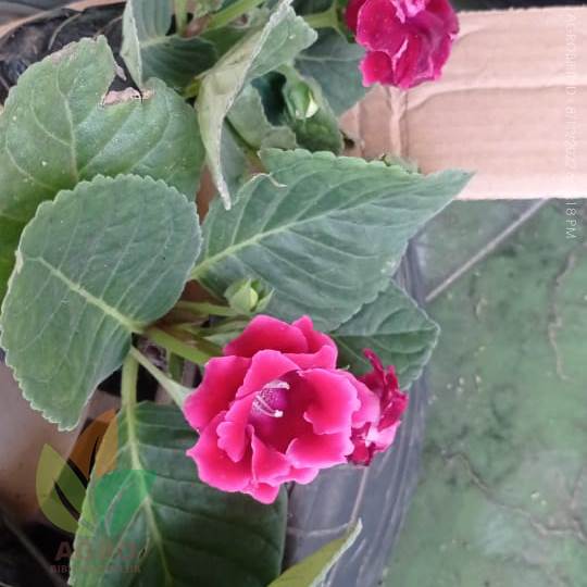 Kirim Gloxinia Aneka Warna ke-Bali