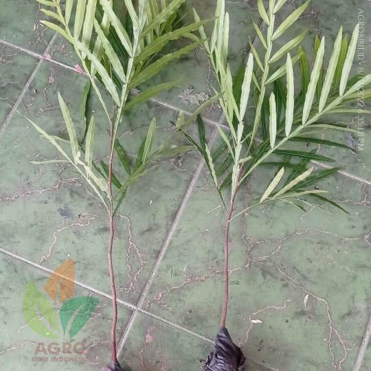 Tanaman Kiara Payung / Pinisium ke-Jakarta