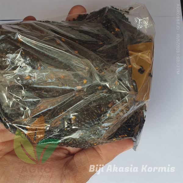 Biji Akasia Kormis