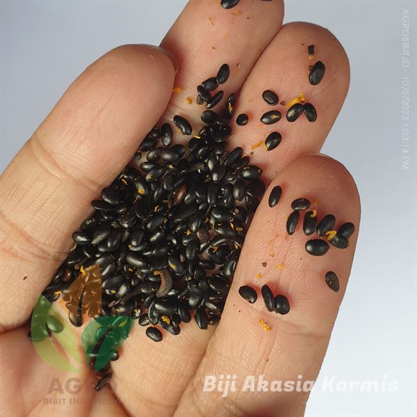 Biji Akasia Kormis