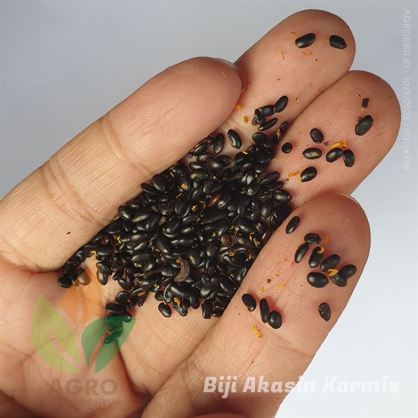 Biji Akasia Kormis