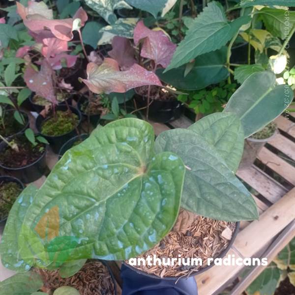 Anthurium Radicans