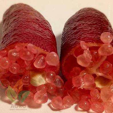 Jeruk Finger Lime si Jeruk Caviar