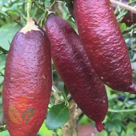 Jeruk Finger Lime si Jeruk Caviar