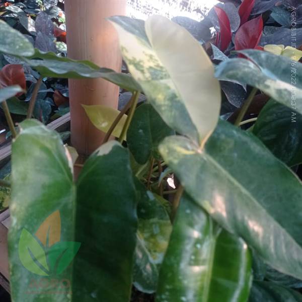 Philodendron Burlemarx Variegata