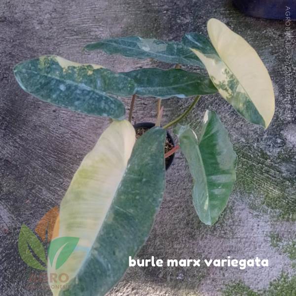 Philodendron Burlemarx Variegata
