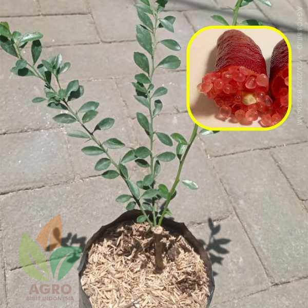 Jeruk Finger Lime si Jeruk Caviar