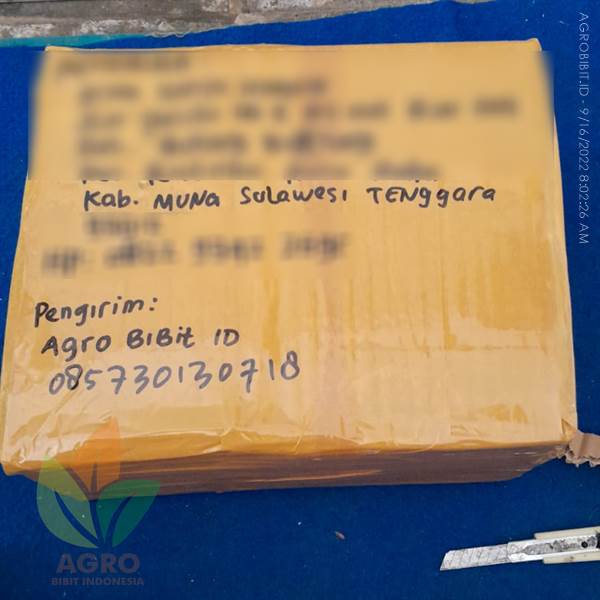Kirim Biji Balsa Berkualitas 2 Kg ke-Sulawesi